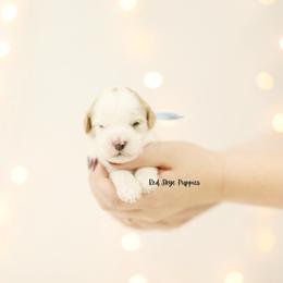 Confetti (Light Blue) - Blenheim female Cavapoo puppy in Republic, Missouri from Red Skye Puppies