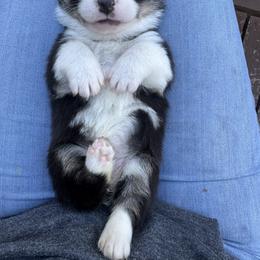 Garland - Black and tan female Pembroke Welsh Corgi puppy in Ruidoso, New Mexico from Ruidoso's Crowned Companions