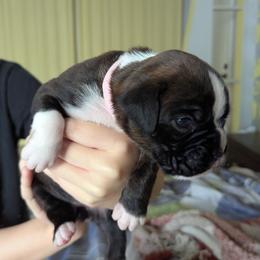 Cicilia - Brindle female Boxer puppy in Springfield, Missouri from ReMa Boxers