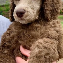 Poodle Puppies from RK'S Pets