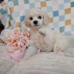 Lacy - White female Poodle puppy in Blanch, North Carolina from Faithful Hearts Kennel
