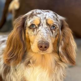 Indy - Dachshund