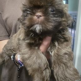 Girl 1 - Liver female Shih Tzu puppy in Green Valley Lake, California from All American Shih Tzu Puppies