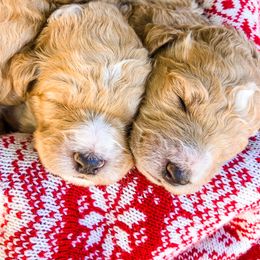 Goldendoodle Puppies from Magnolia Doodles of Southern Miss