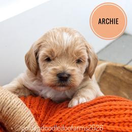 Archie - Light golden male Golden Aussiedoodle puppy in Hyrum, Utah from Goldendoodledoo Farms