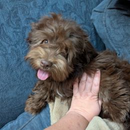 Muenster - Chocolate male Havanese puppy in Marysville, Ohio from Sweet Confections Havanese