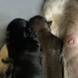 French Bulldog Puppies from Just Us Frenchies