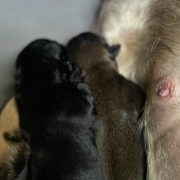 French Bulldog Puppies from Just Us Frenchies