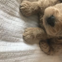 Goldendoodle Puppies from Mumzee Doodles