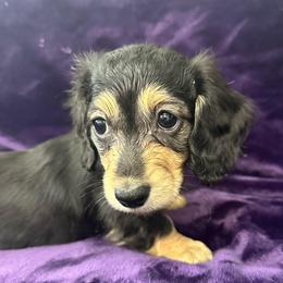Tangerine - Black and cream female Dachshund puppy in Memphis, Tennessee from River City Doxies