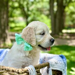 Miss Mermaid Teal - Light golden female Golden Retriever puppy in Midlothian, Texas from Brightest Days