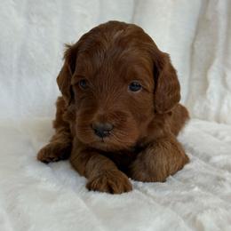 Fig (15 lbs full grown) - Red  male Goldendoodle puppy in Phelan, California from High Desert Doodles - the original