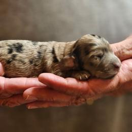 Black dapple female - Dapple female Dachshund puppy in Trade, Tennessee from TN Miniature Dachshunds & Basset Hounds