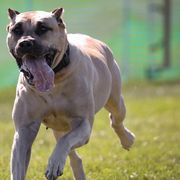 Perro de Presa Canarios from Kings Court Kennel