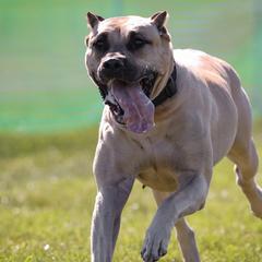 Perro de Presa Canarios from Kings Court Kennel