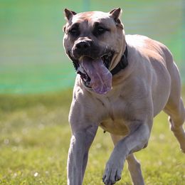 Perro de Presa Canarios from Kings Court Kennel