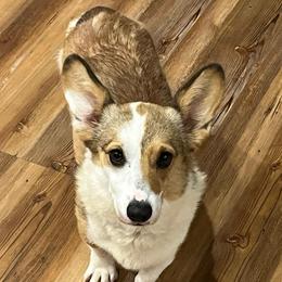 Nova - Pembroke Welsh Corgi