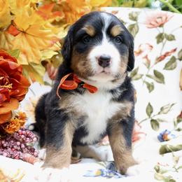 Mazie (Orange Bow) - Tri-color female Bernese Mountain Dog puppy in Middlesex, North Carolina from Willow Springs Doodles & Berners