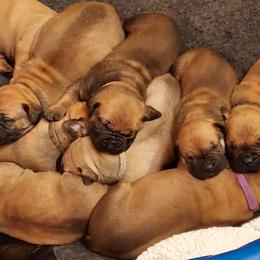 Boerboels from WILDCAT BOERBOELS