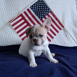 Ace - White and fawn male French Bulldog puppy in Cañon City, Colorado from Terri Geiser-Gilchrist
