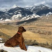 Irish Setters from Ambition Irish Setters
