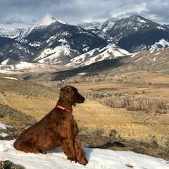 Irish Setters from Ambition Irish Setters