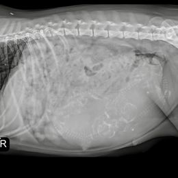 Miniature Schnauzer puppies from Black Gold Miniature Schnauzers