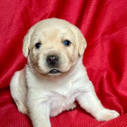 Girl 6 - Yellow female Labrador Retriever puppy in Vero Beach, Florida from Southern Sunshine Labradors