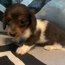 Cooper - blue and cream piebald - Blue and tan male Dachshund puppy in East Dover, Vermont from Audet’s Mini Dachshunds