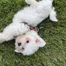 Maltese Puppies from TCBs Glowing Maltese