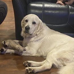 Melody - Golden Retriever