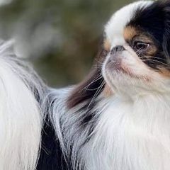 Japanese Chins from Kimiko Chin AKC Breeder of Merit