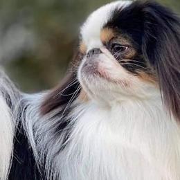 Japanese Chins from Kimiko Chin AKC Breeder of Merit