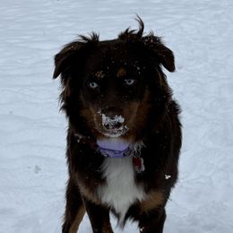Australian Shepherds from Stacy’s Shepherds