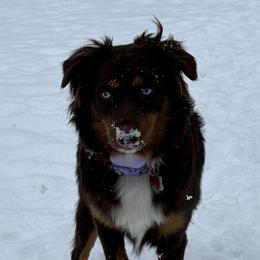 Australian Shepherds from Stacy’s Shepherds