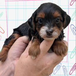 Thursday - Black and tan female Yorkipoo puppy in Coshocton, Ohio from Forever Family Puppies