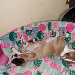 Boston Terrier Puppies from M&Bs Boston Terriers