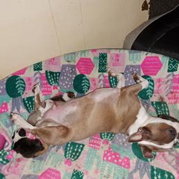 Boston Terrier Puppies from M&Bs Boston Terriers