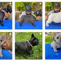 French Bulldog Puppies from Bullpen Frenchies