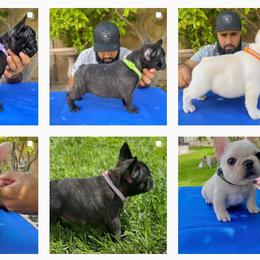 French Bulldog Puppies from Bullpen Frenchies