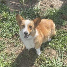 Reba - Pembroke Welsh Corgi