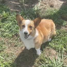 Reba - Pembroke Welsh Corgi