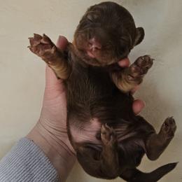 Hershey - Chocolate and tan male Dachshund puppy in Loganville, Georgia from Royal Dackel Haus