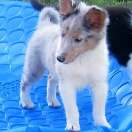 Shetland Sheepdog Puppies from Fancypants Shetland Sheepdogs