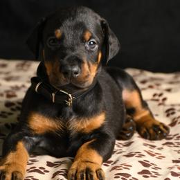 Riot - Black and rust male Doberman Pinscher puppy in Overton, Texas from Obsidian Kennel
