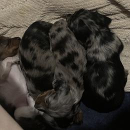 Dachshund Puppies from Mini Dachshunds