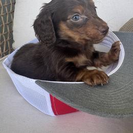 Tiny Tim - Chocolate male Dachshund puppy in Bentonville, Arkansas from T & D Dachshunds by design