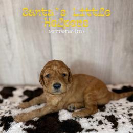 Mittens - Apricot male Goldendoodle puppy in Houston, Texas from Golden Life Doodles