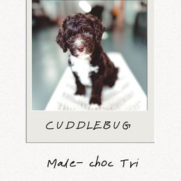 Boy 1 - Tri-color male Bernedoodle puppy in Jackson, Missouri from Pincksten Family Doodles