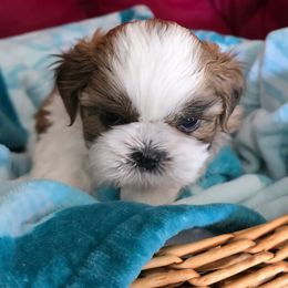 Boy 5 - Sable and white male Shih Tzu puppy in Hudson, Florida from My Boujee Shih Tzu Life